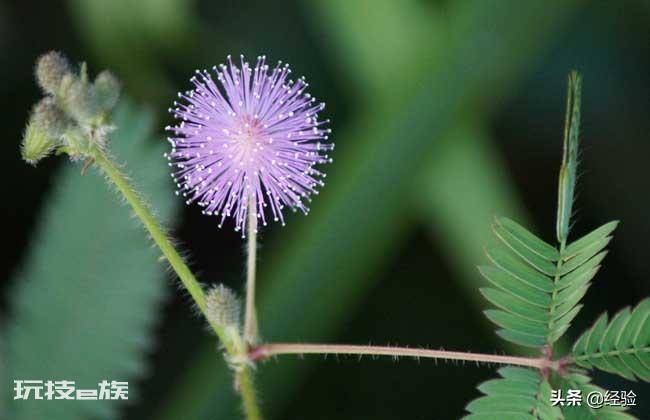 含羞草有哪些特点和用处(草本植物含羞草样子等特征)-图片2